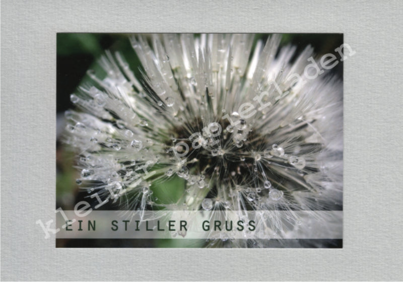 Fotoklappkarte Motiv Nasse Pusteblume