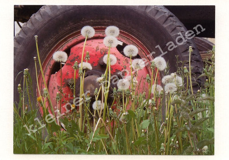 Fotoklappkarte Motiv Pusteblume