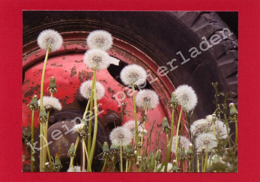 Fotoklappkarte Motiv Pusteblumen