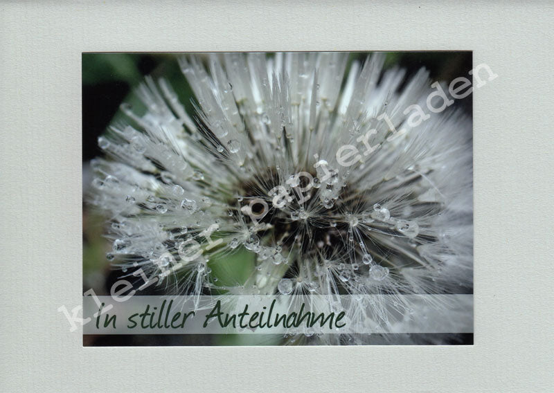 Fotoklappkarte Motiv Nasse Pusteblume