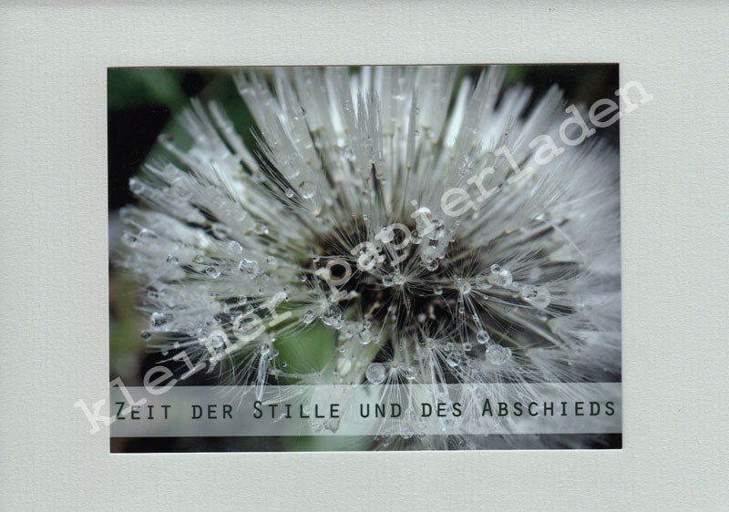 Fotoklappkarte Motiv Nasse Pusteblume