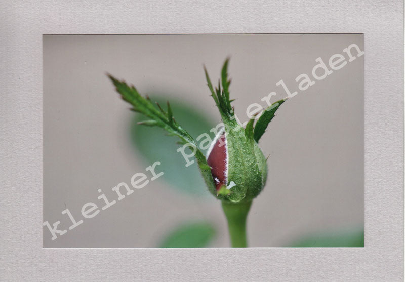Fotoklappkarte Motiv Rosen-Knospe