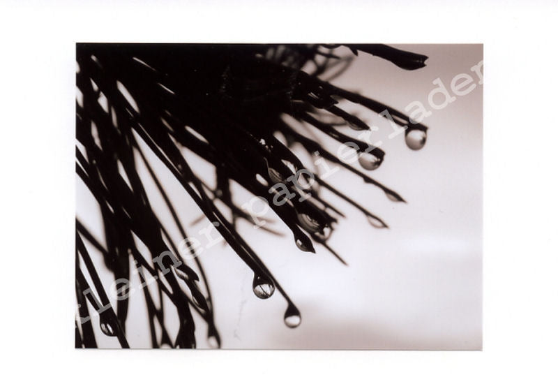 Fotoklappkarte Motiv Kiefer