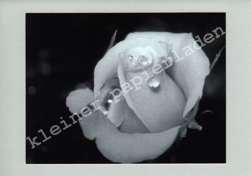 Fotoklappkarte Motiv Rose mit Tropfen