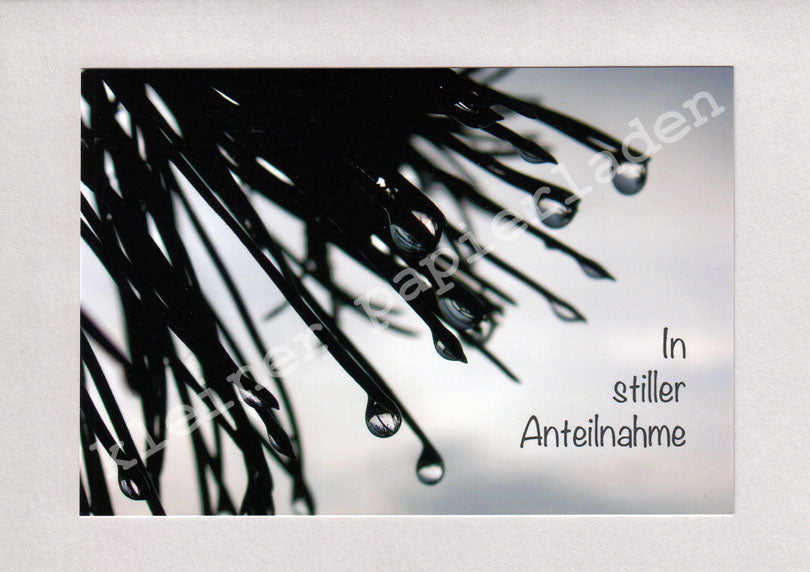 Fotoklappkarte Motiv Kiefer