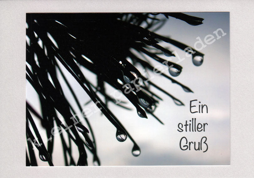 Fotoklappkarte Motiv Kiefer