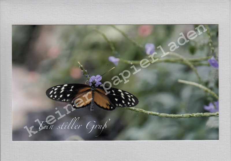 Fotoklappkarte Motiv Schmetterling