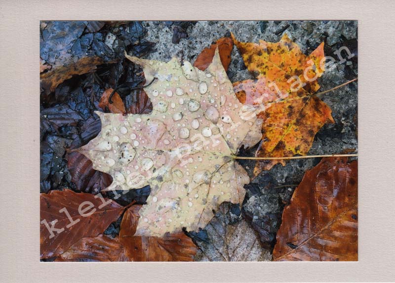 Fotoklappkarte Motiv Herbstlaub
