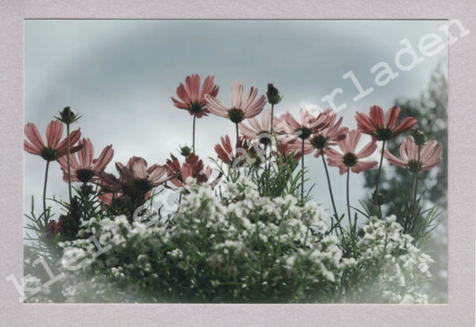 Fotoklappkarte Motiv Sommerblumen - Einzelstück!