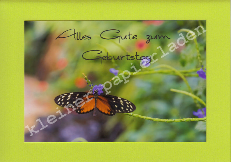 Fotoklappkarte Motiv Weißgepunkteter Schmetterling