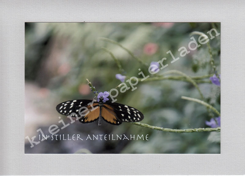Fotoklappkarte Motiv Schmetterling