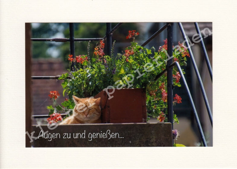 Fotoklappkarte Motiv Entspannte Katze
